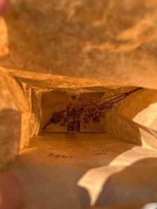 A close-up view looking inside a brown paper bag. The bag is held open, revealing dried plant stems with seed heads at the bottom of the bag, which are facing downwards. The stems are gathered together and appear to be from a native plant. The bottom of the bag is lit by natural light.