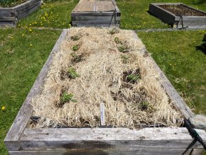 A raised garden bed with a thick layer of dead, dry oat mulch. Small green tomato seedlings are planted in rows through the mulch. The surrounding area is green grass with some dandelions. Other raised beds are visible in the background.