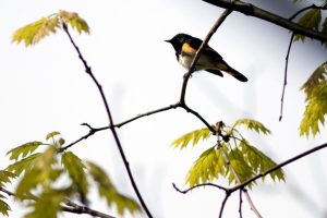 A small bird with black and orange plumage perches on a thin tree branch among young green oak leaves against a bright white sky.