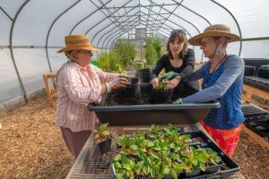 Three women work together potting plants inside a greenhouse. Two wear straw hats and gloves, while the third guides the planting process. A tray of small green plants sits in the foreground and tall tomato plants grow in the background.