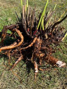  A freshly dug peony plant lying on grass showing thick, tan roots with some cut ends. Clump has some green stems that are red at the base that have a few white buds where they emerge from the tan roots.