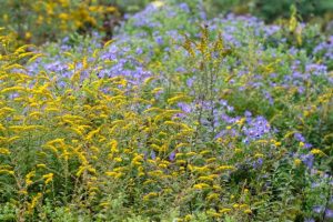 A field of bright yellow Goldenrod flowers interspersed with and surrounded by purple Aster flowers, creating a vibrant scene of late summer or early fall native plants. The yellow and purple colors contrast sharply.