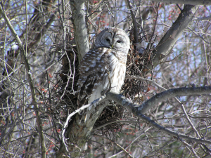 Large white and gray owl in a tree with no leaves. Owl appears close and is centered in the photograph looking directly at the photographer. There's a nest of small twigs in the crotch of a set of branches directly behind the bird and red fruit on vines woven in the tree, possibly bittersweet. 