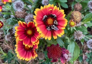 Close-up of several red and yellow blanket flowers (Gaillardia) in bloom, one of which has about six bumblebees resting closely together in its center. Surrounding flower heads are in various stages of bloom and seed.