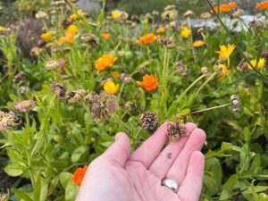 Hand reaching under a dried calendula seed head among bright green foliage with orange and yellow blooms in the background.