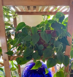 A close-up of a lush heartleaf philodendron (Philodendron hederaceum) growing in a terracotta pot on a wooden shelf. The plant’s vines spill over the edges, displaying many glossy, heart-shaped green leaves. Sunlight filters through the shelf slats above, casting gentle light on the foliage.
