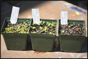 three dark green square 4” pots with varying numbers of small bright green seedlings. White hand written labels tucked in each pot all sitting on a brown table with a few paint splotches on the table. 