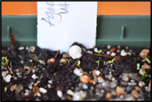 Close-up view of about ten tiny bright green seedlings growing in a green plastic pot filled with soilless media topped with white perlite. A white plant label is inserted in the pot, and the perlite pieces appear larger than the seedlings. 