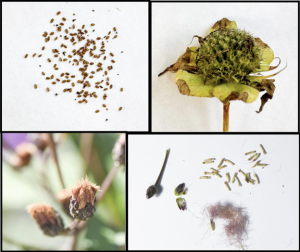 A collage showing the seeds and seed heads of two wildflowers.Top row: Wild Bergamot (Monarda fistulosa)—on the left, a close-up of many tiny brown seeds scattered on white paper; on the right, a dried seed head with greenish-brown bracts curling back, showing where the seeds were held. Each head produces over 130 small seeds. Bottom row: New York Ironweed (Vernonia noveboracensis)—on the left, a photo of fuzzy brown seed heads still on the plant; on the right, individual seeds and parts displayed on white paper, showing about 30 elongated seeds with small tufts of silky hairs attached. 