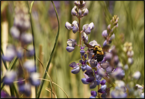 A close-up photograph of a fuzzy black and yellow bee pollinating a spire of purple and white lupine flowers in a field of green grass and blurred foliage.