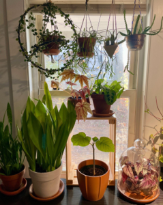 A sunny windowsill filled with a variety of potted houseplants. Several hanging planters hold trailing and upright plants, while others sit on a small wooden shelf and tabletop. The plants include a mix of leafy greens, variegated foliage, and one covered by a glass cloche. Natural light streams through the window, highlighting the vibrant leaves.