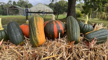a lineup of various types of winter squash sitting on a bale of straw in front of a hay rake with greenhouse and wooden shade structure blurred in the far background. Squash vary in color from fully dark green to green and bright orange stripes and are a mix of oblong and rounded shapes.