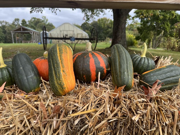 featured image for Maine Home Garden News – November