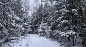 Snowy woods scene. A light layer of snow covers a tractor road and evergreen trees on either side of tractor road. 