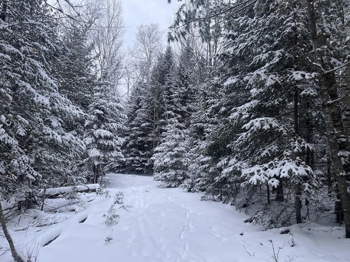 featured image for Maine Home Garden News – December