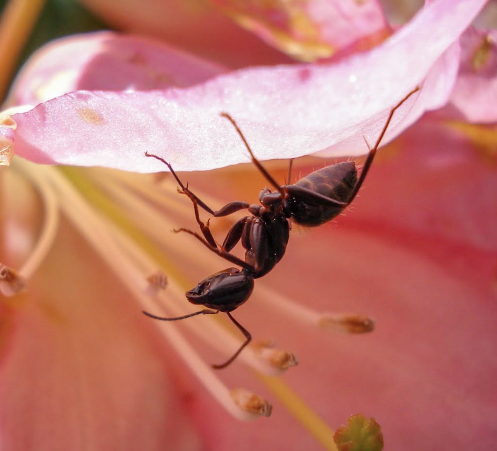 black ant hanging upside down on the petal of a pink flower