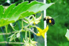 A bee visits a tomato plant.