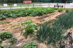 A Master Gardener Volunteer heavily mulches the Downeast School Garden in Bangor to suppress weeds, retain moisture, add organic matter, and reduce maintenance.