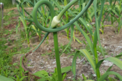 Garlic scapes ready to be harvested at the Yarmouth Community Garden.