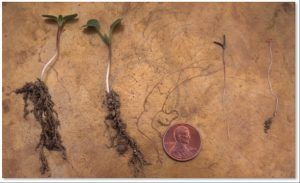 Example of mustard weed seedlings that are too large to be effectively killed with a tine weeder as compared with lambsquarter seedlings that are in the ideal "white thread" stage for blind cultivation