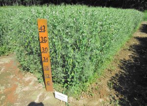 Salamanca, the tallest variety at 49 inches, on July 10