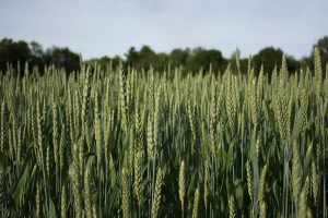 grain growing in field
