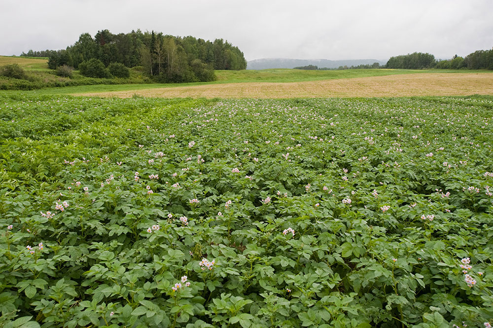 featured image for University of Maine Aroostook Research Farm Field Day