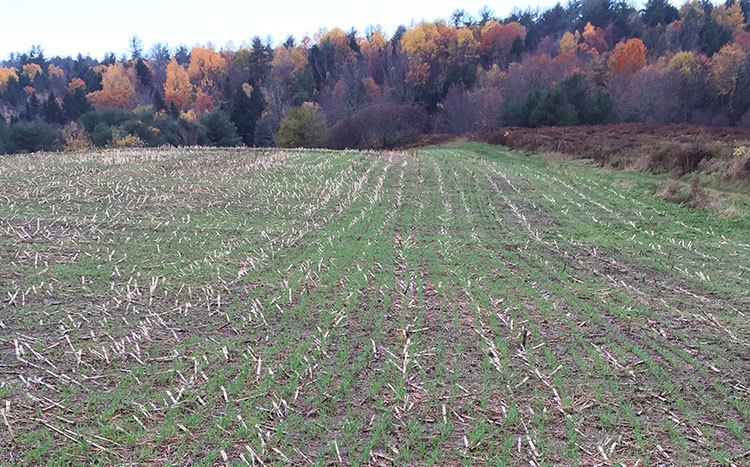 No-till drill seeding by Larry Ward in Thorndike, Maine.
