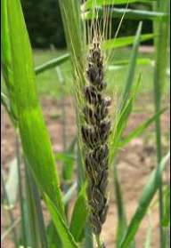 Image 2. Loose smut in infected wheat.