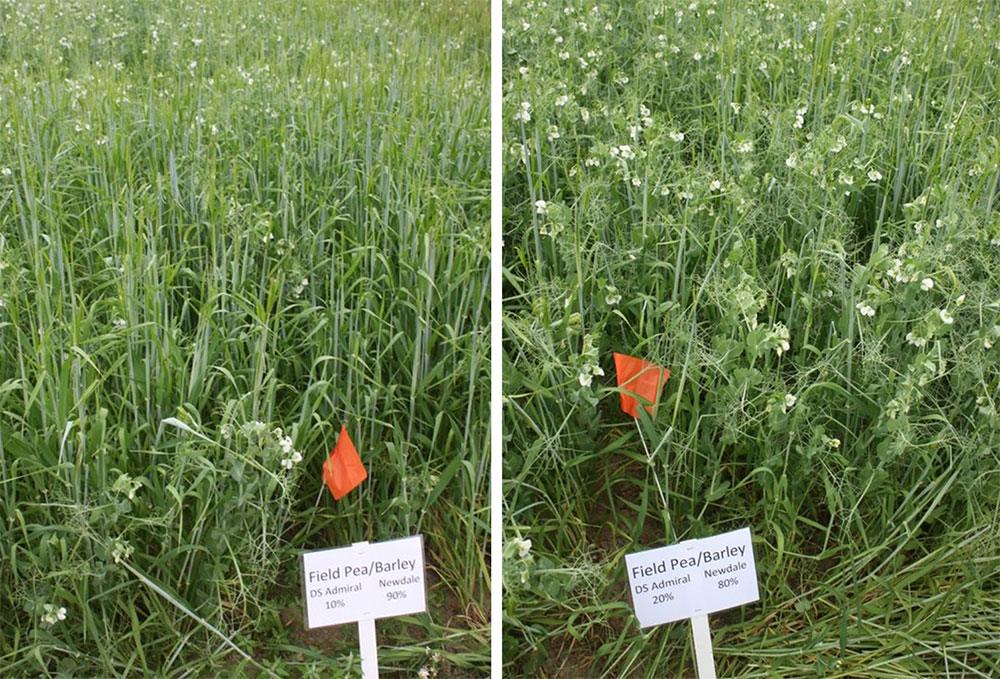 Admiral pea grown with Newdale barley in a 10%/90% mix (left) and a 20%/80% mix (right) Admiral pea grown with Newdale barley in a 10%/90% mix (left) and a 20%/80% mix (right). 