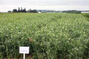 Field peas in a demonstration trial at UMaine's Aroostook Farm