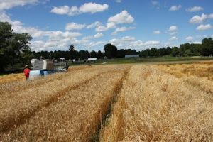 harvesting wheat