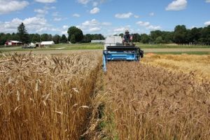 harvesting wheat