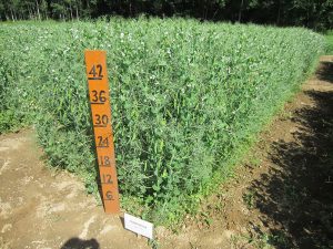 “Salamanca” field peas, the tallest variety at 49 inches on July 10.