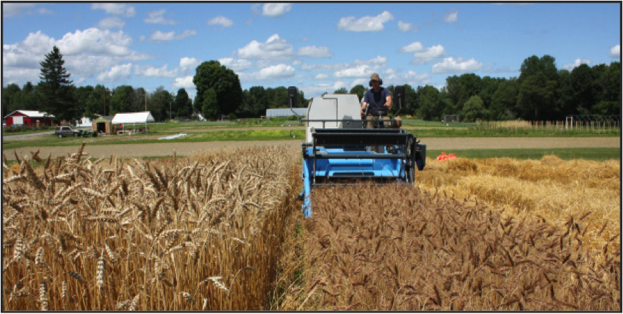 Harvesting the winter wheat variety trial in Old Town, Maine. 
