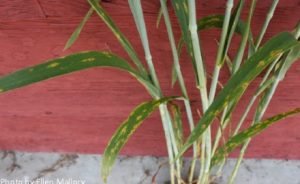 Leaf diseases such as tan spot, rust, and powdery mildew were prevalent in 2011 trials. Photo by Ellen Mallory.