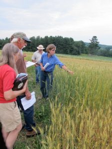 Ellen Mallory with workshop participants in wheat trial fields