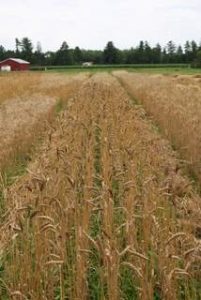 Ripening wheat in trial fields