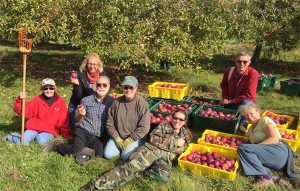 Extension volunteers, in an orchard, gleaning apples