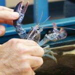 Holding blue lobster in a marine touch tank