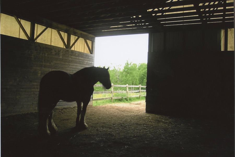 Horse in Barn, a photo taken by Zoe from Rails'n'Trails