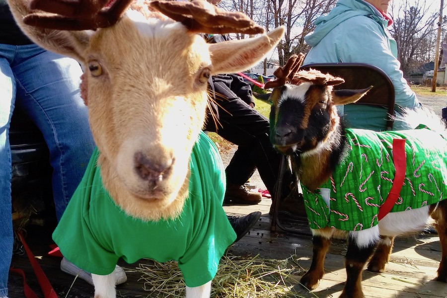 Goats Dressed Up as Reindeers in the Ellsworth Christmas Parade