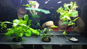 4-H youth harvesting food from their aquaponics system.