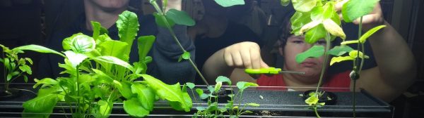 4-H youth harvesting food from their aquaponics system.