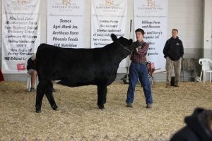 4-H youth showing his steer at Eastern States Exposition
