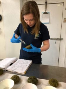 4-H Aquaculture Intern at CCAR doing a science fair project on sea urchins