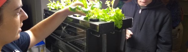 4-H'ers harvesting lettuce from Aquaponics tank