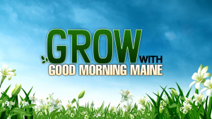 Grow with Good Morning Maine