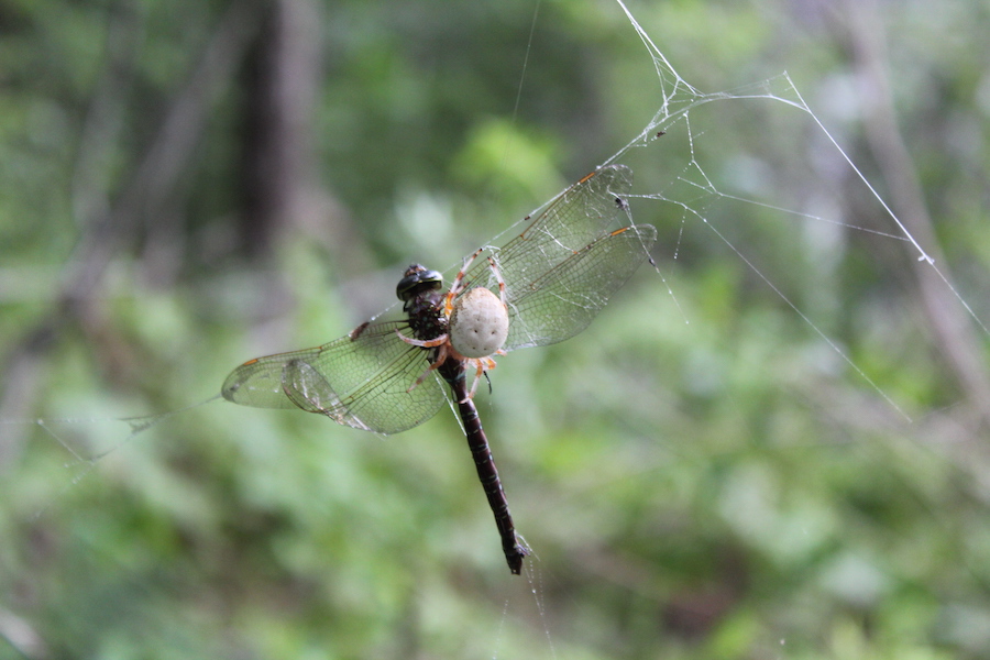 Spider catching dragonfly in web