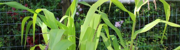 Corn Growing